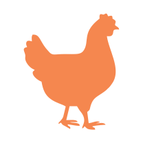 Pollo